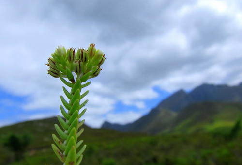 Crassula ericoides