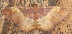 Image of Petelia purpurea