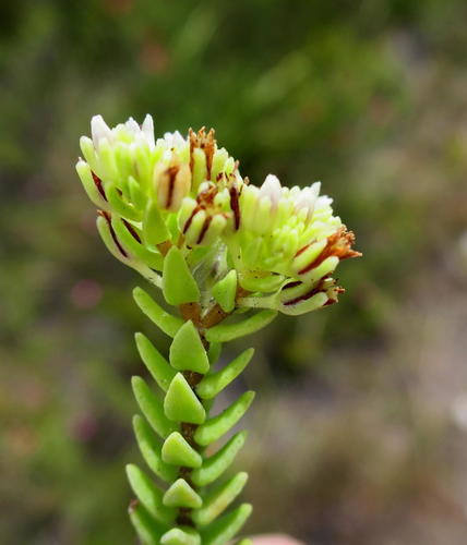 Crassula ericoides