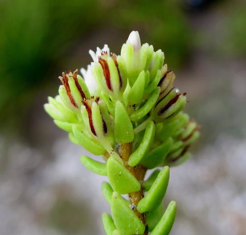 Crassula ericoides