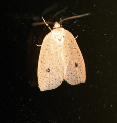 Euprionocera geminipuncta