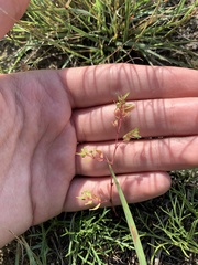 Euphorbia glyptosperma