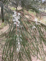 Hakea ochroptera