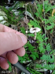 Lepiota felina