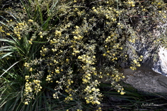 Mimosa rocae