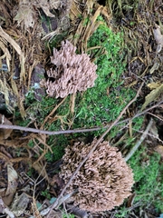 Ramaria rubella