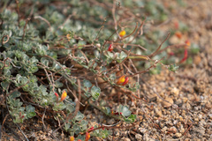 Acmispon argyraeus argyraeus