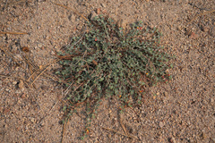 Acmispon argyraeus argyraeus