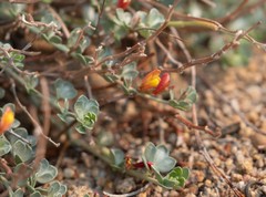 Acmispon argyraeus argyraeus