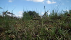 Gasteroclisus