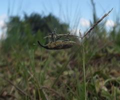Gasteroclisus