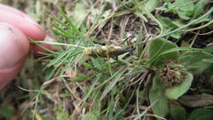 Gasteroclisus