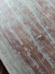 Belonochilus numenius