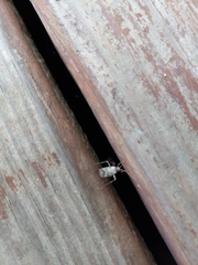 Belonochilus numenius