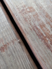 Belonochilus numenius