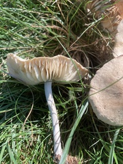 Marasmius nigrodiscus