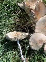 Marasmius nigrodiscus