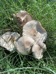 Marasmius nigrodiscus