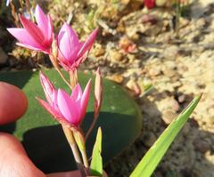 Hesperantha pauciflora