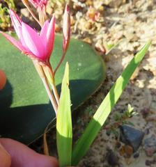 Hesperantha pauciflora