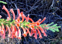 Erica curviflora curviflora