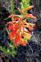 Erica curviflora curviflora