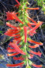 Erica curviflora curviflora
