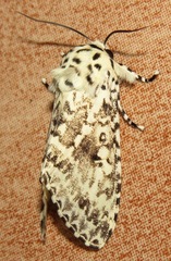 Lichnoptera