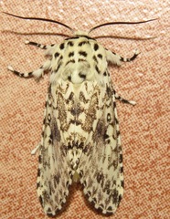 Lichnoptera