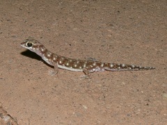 Rhynchoedura