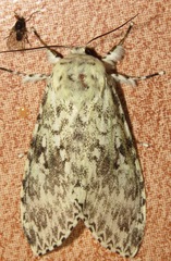 Lichnoptera