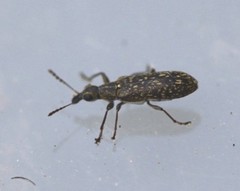 Sphinctobelus niger