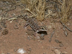 Rhynchoedura