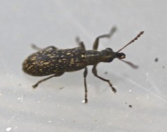 Sphinctobelus niger