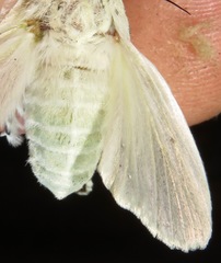 Lichnoptera