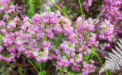 Erica similis