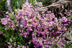 Erica similis