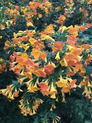 Streptosolen