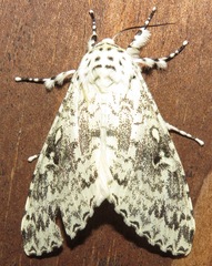 Lichnoptera
