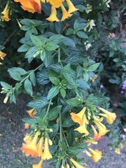 Streptosolen