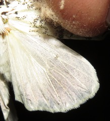Lichnoptera