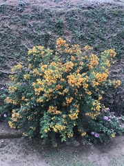 Streptosolen