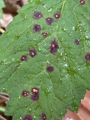 Sphaerulina westendorpii