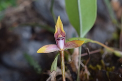 Maxillaria gorbatschowii