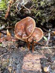 Gymnopus earleae