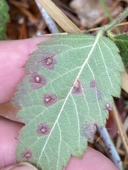 Sphaerulina westendorpii