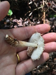 Lepiota cortinarius