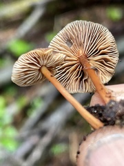 Gymnopus earleae