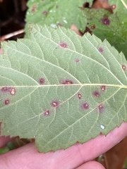 Sphaerulina westendorpii