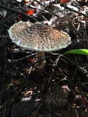 Lepiota cortinarius